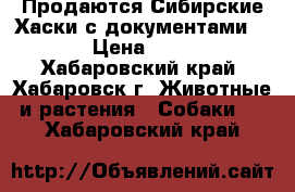 Продаются Сибирские Хаски с документами!!!!   › Цена ­ 25 000 - Хабаровский край, Хабаровск г. Животные и растения » Собаки   . Хабаровский край